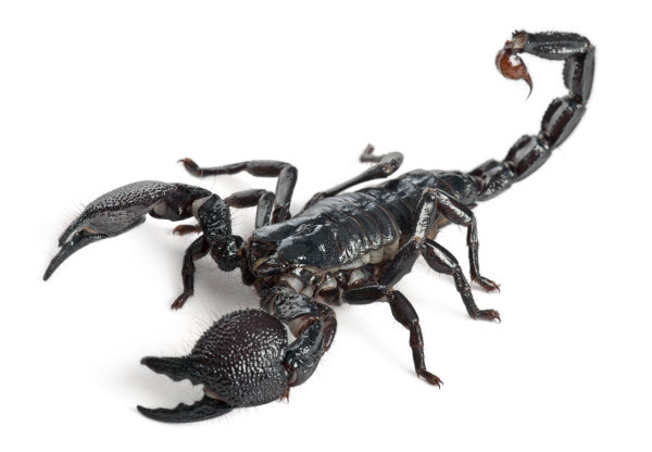 Emperor Scorpion 