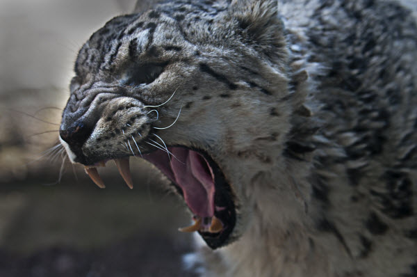 South Asian Snow Leopard  