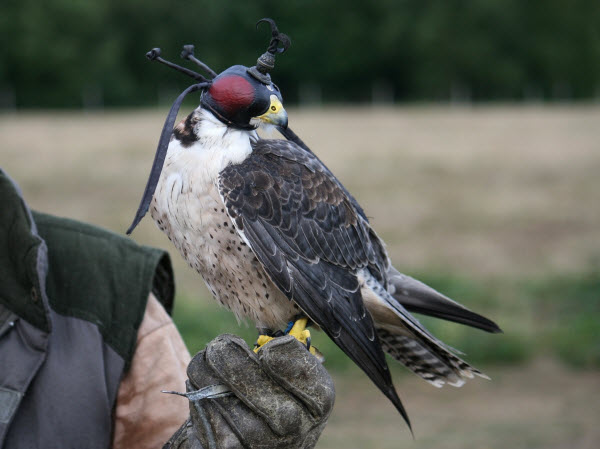 Falcon with Gauntlet